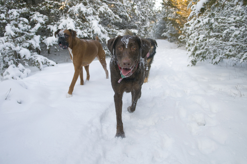 På långhåriga hundar bör pälsen mellan tårna avlägsnas, så att inte snö och lera bildar klumpar. Tassalva är förebyggande! Foto: Shutterstock
